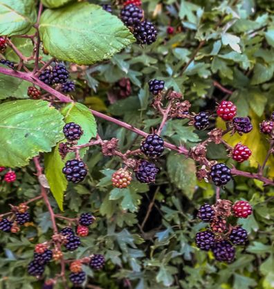 Blackberry Vinegar Dressing desktop