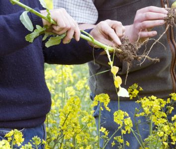 Healthy rapeseed plant