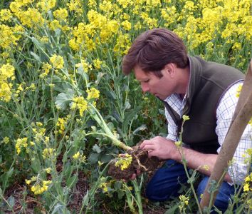duncan inspecting rapeseed plant