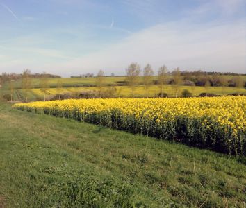 Mellow Yellow Rapeseed fields