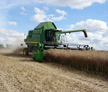 Harvesting Rapeseed