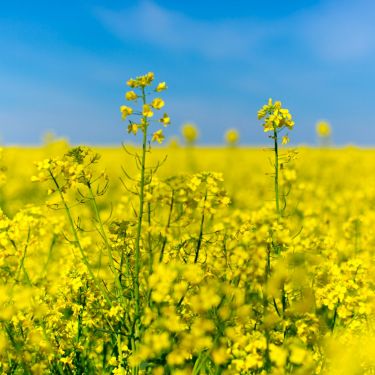 Mellow Yellow rapeseed field
