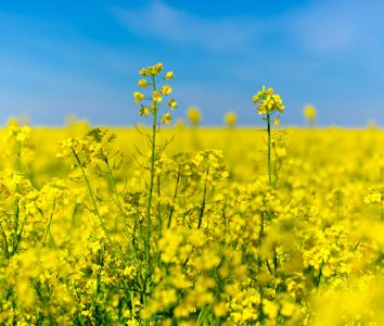 Mellow Yellow rapeseed field
