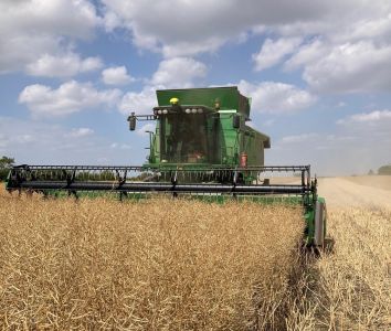 Mellow Yellow rapeseed oil harvest