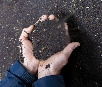 Holding seed in hands