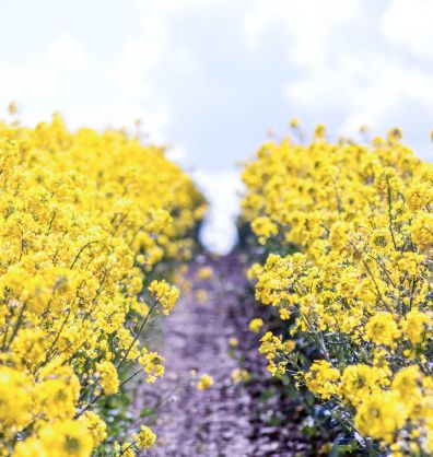 Mellow Yellow rapeseed field