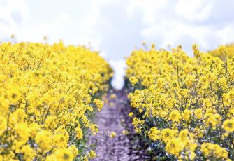 Mellow Yellow rapeseed field