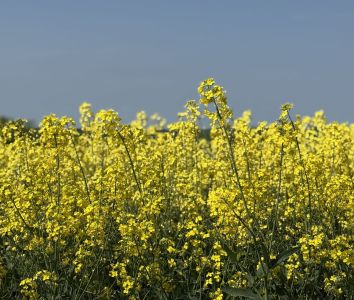 Mellow Yellow rapeseed fields
