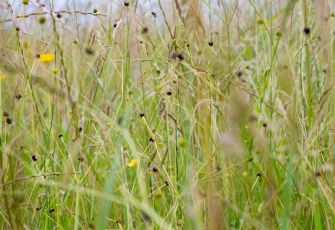 Wildflowers at the Mellow Yellow farm