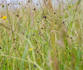 Wildflowers at the Mellow Yellow farm