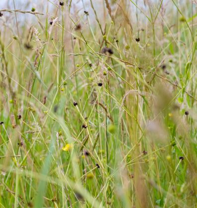 Wildflowers at the Mellow Yellow farm