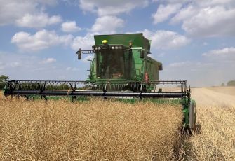 Mellow Yellow Harvest 2025