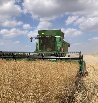 Mellow Yellow Harvest 2025