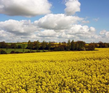 Mellow Yellow rapeseed fields in flower