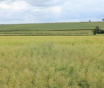 Mellow Yellow rapeseed fields