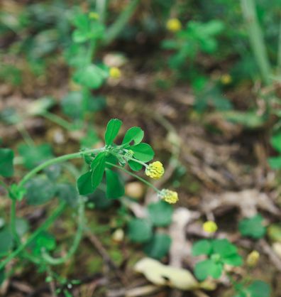 Mellow Yellow Farm companion crops